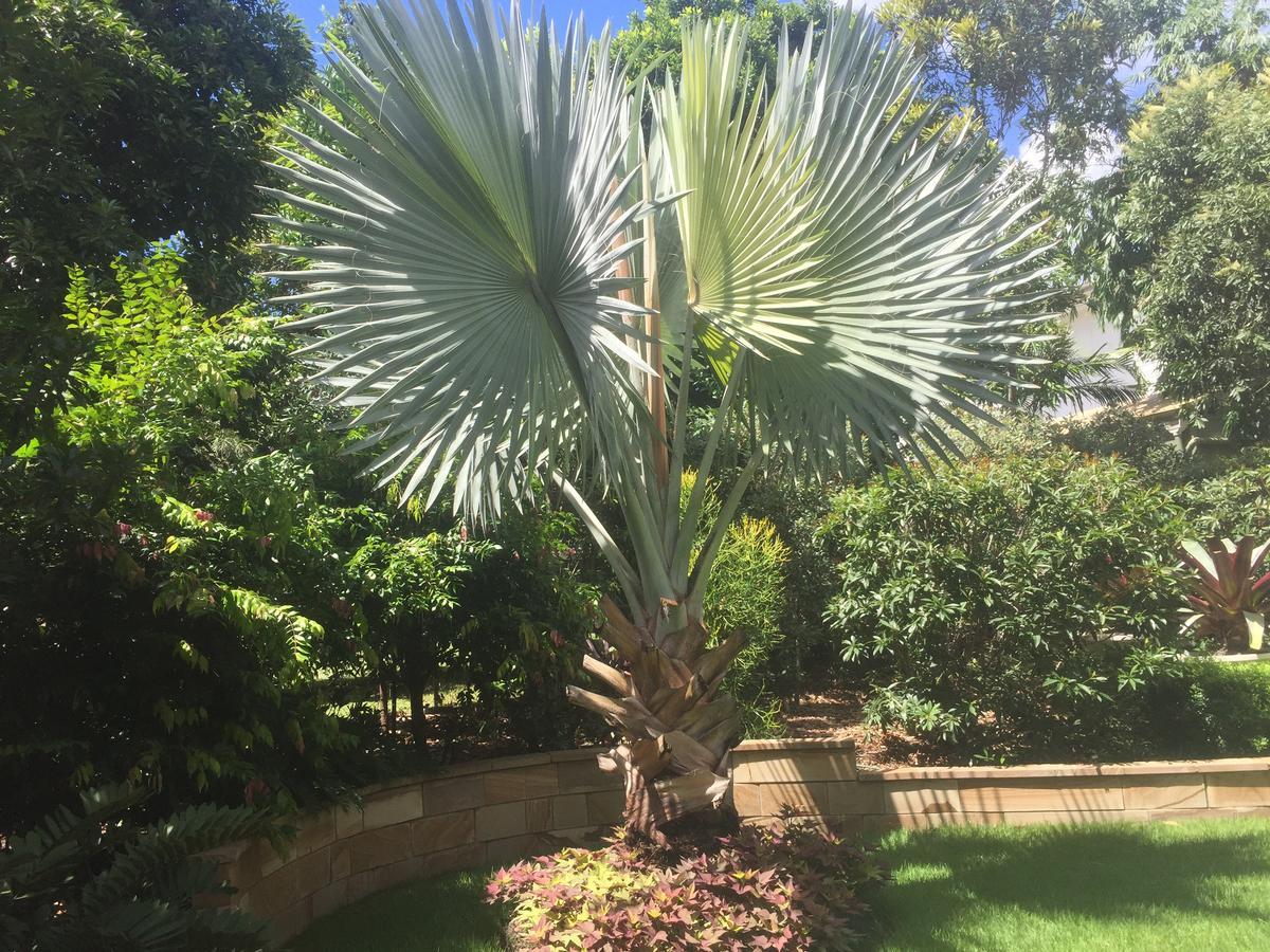 Balmoral Queenslander Brisbane Esterno foto